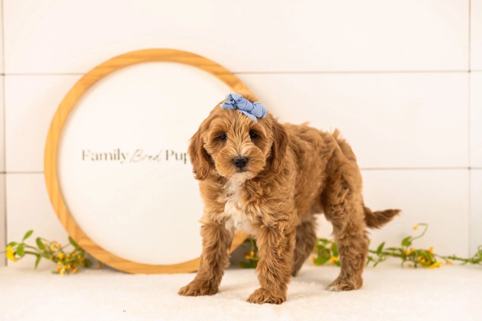 Rain Goldendoodle for sale(1).jpg