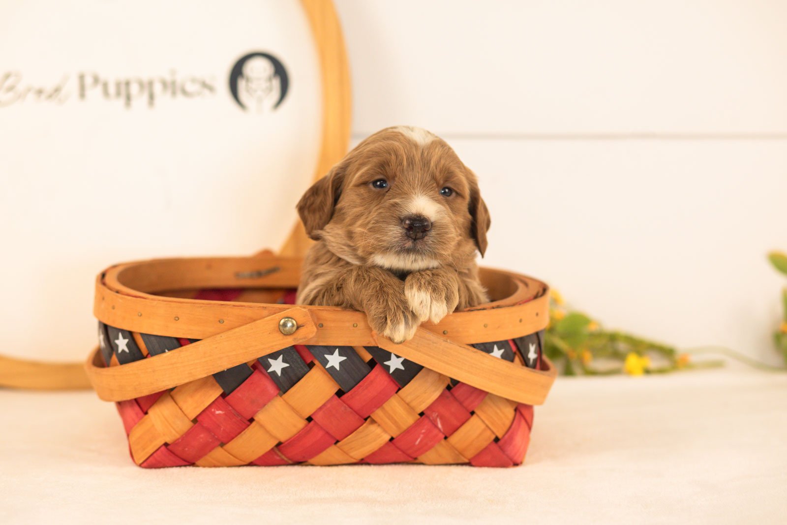 Bruno goldendoodle for sale(3).jpg