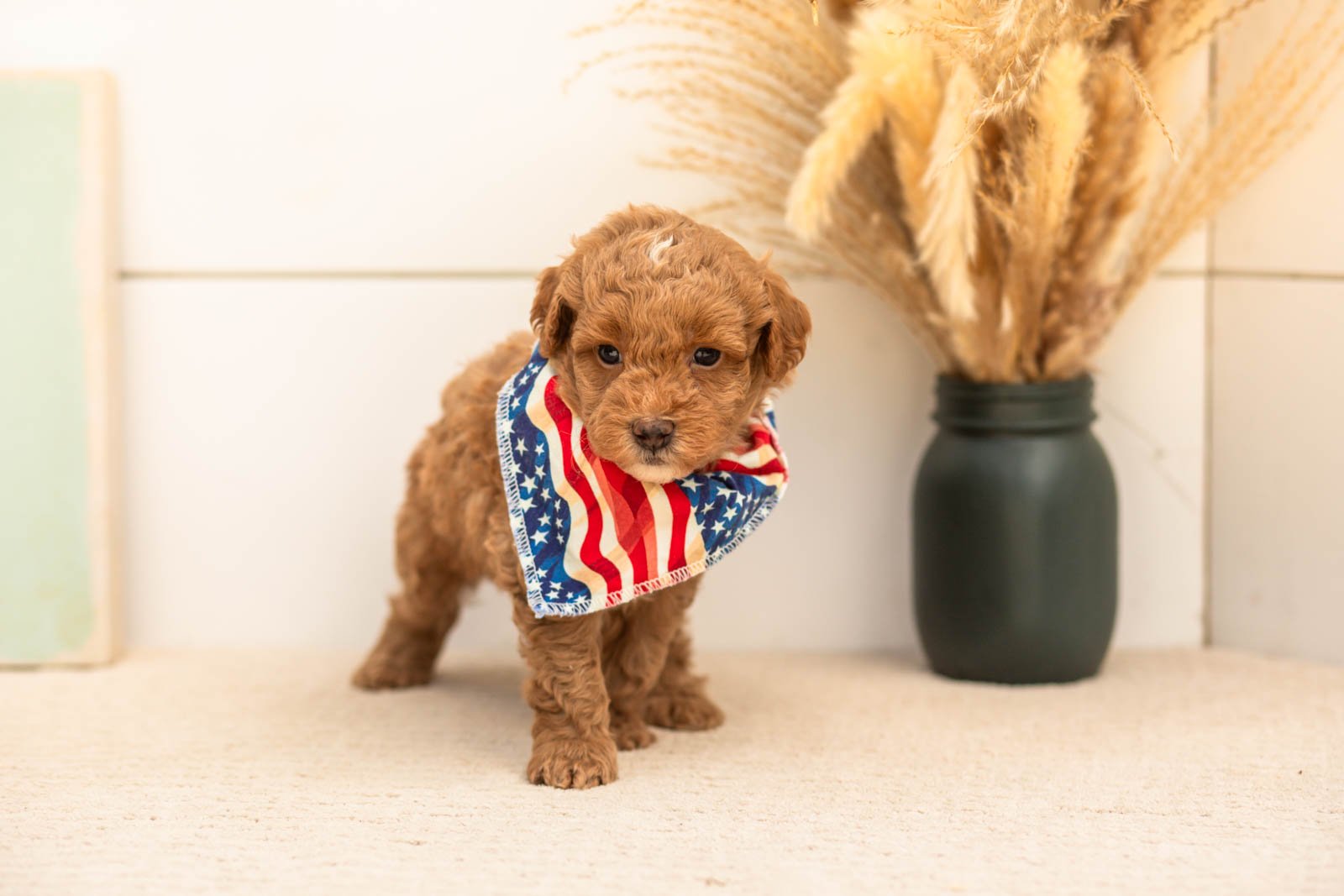 Oriole goldendoodle for sale(1).jpg