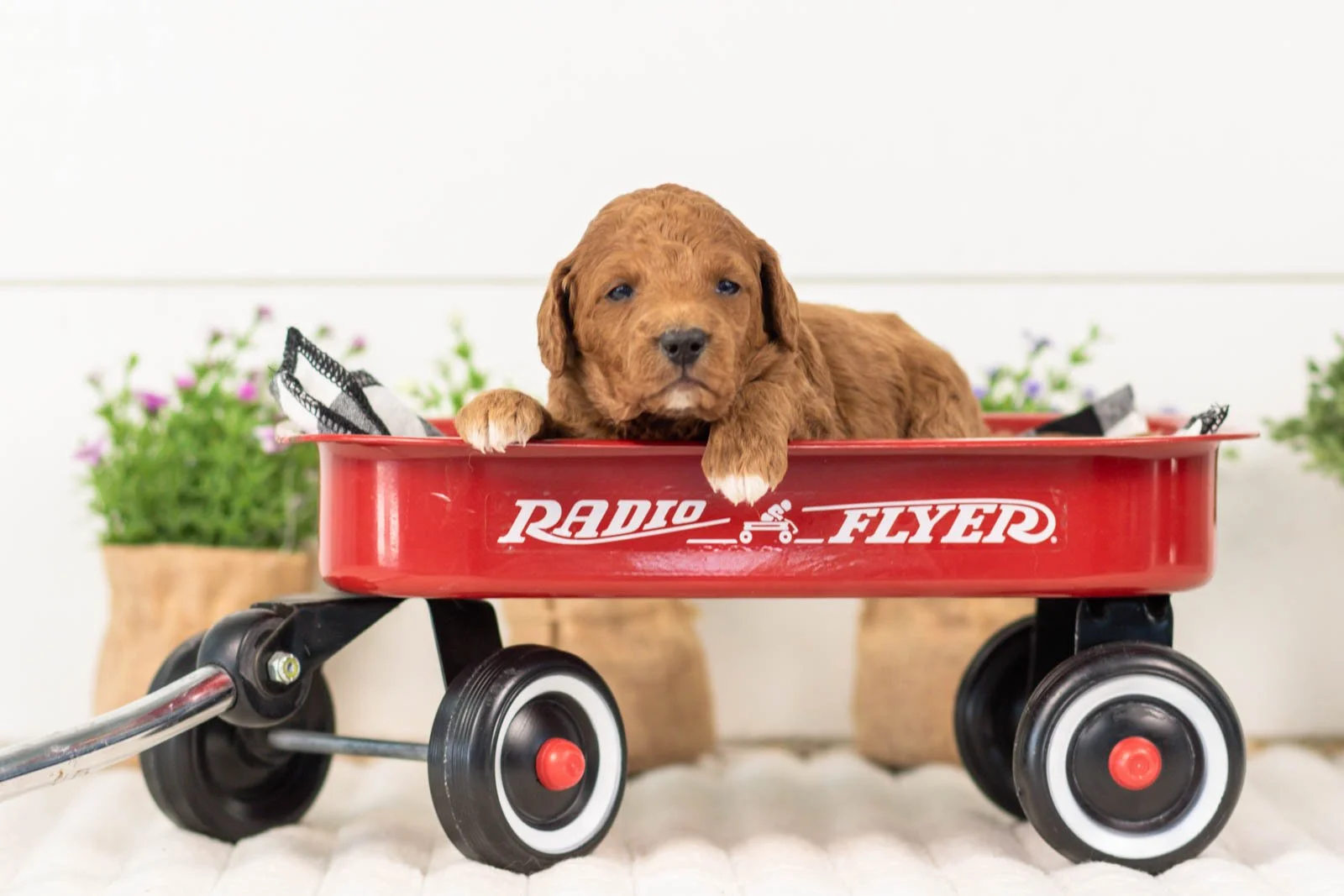 lexy goldendoodle for sale(2).jpg