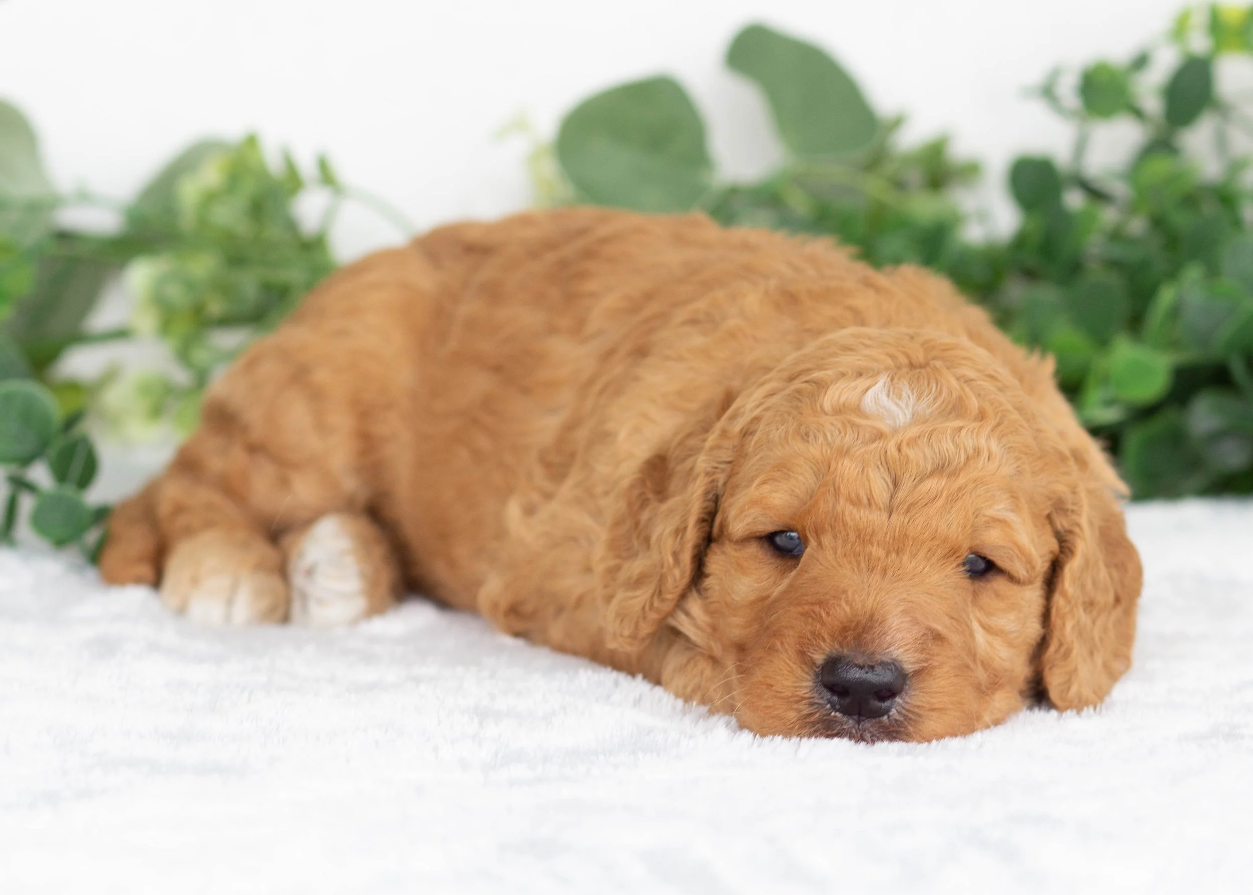 Tuffnut Goldendoodle for sale(2).jpg