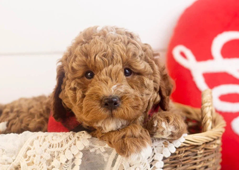 Blake goldendoodle for sale(1).jpg