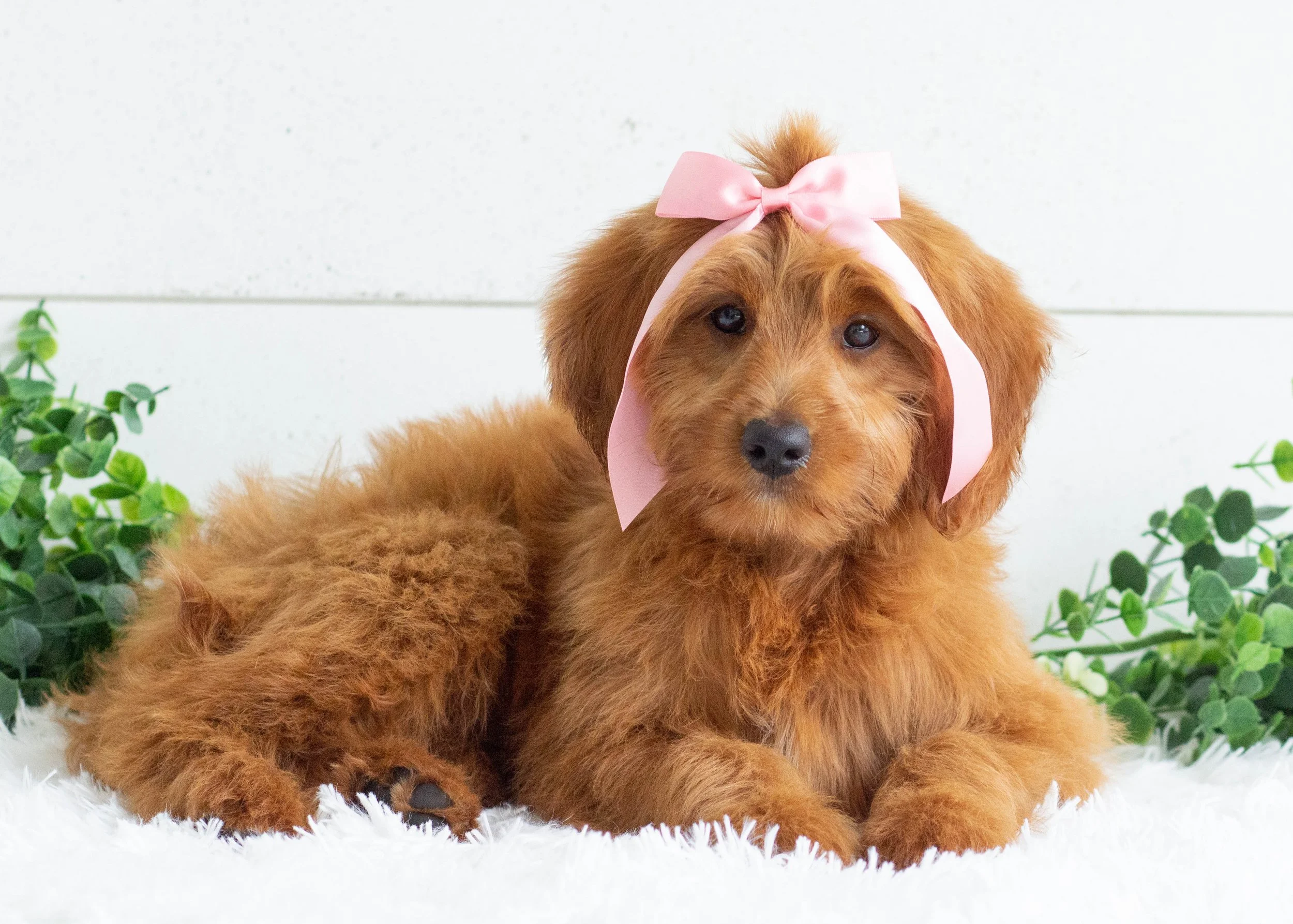 Daisy Goldendoodles for sale(2).jpg