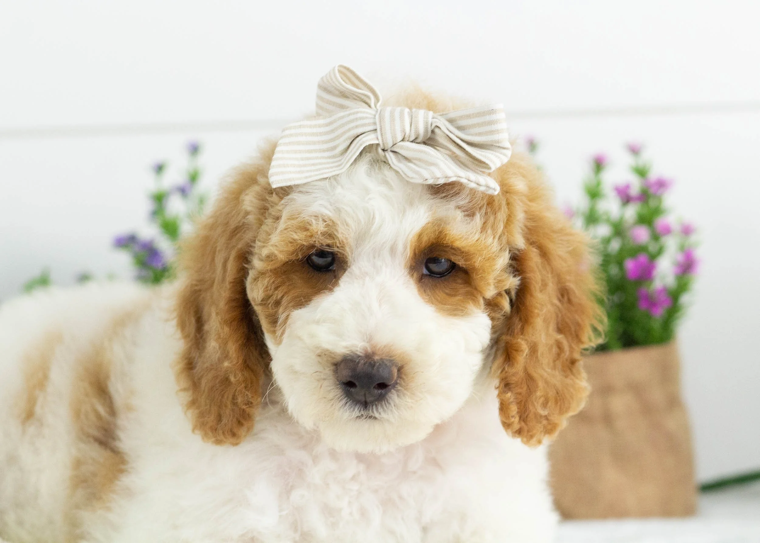 Sunkist Goldendoodle For Sale(2).jpg