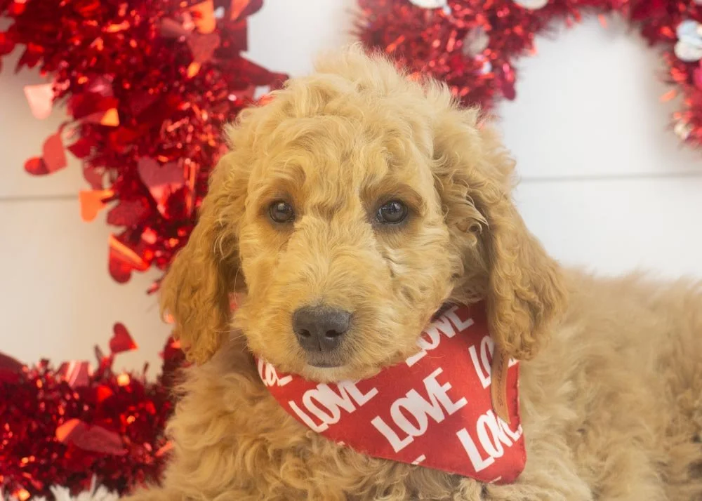 Buck goldendoodle for sale(1).jpg