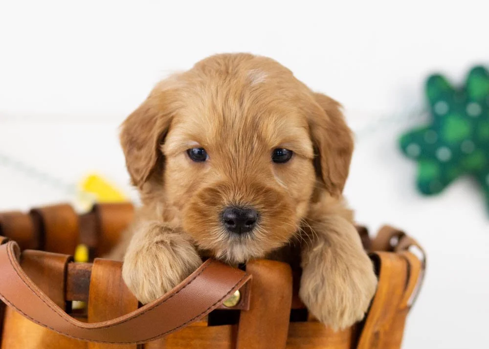 Douglas goldendoodle for sale(1).jpg
