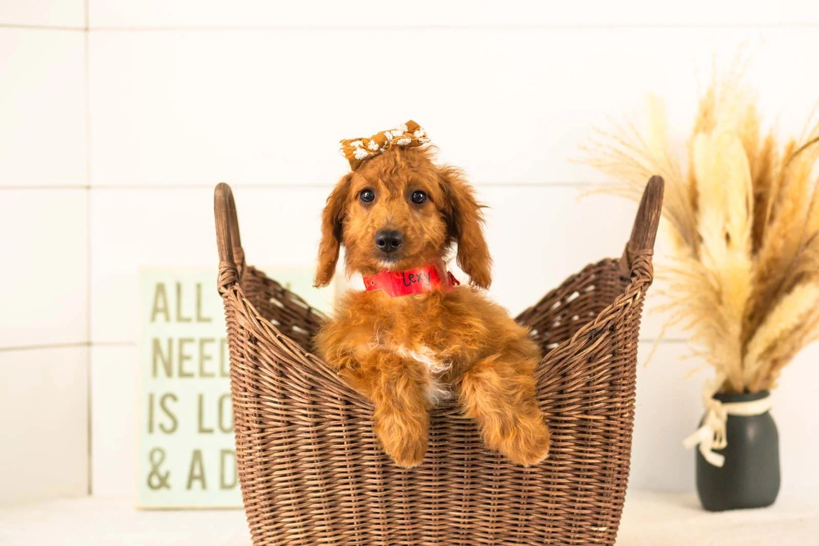 Lexy goldendoodle for sale(1).jpg