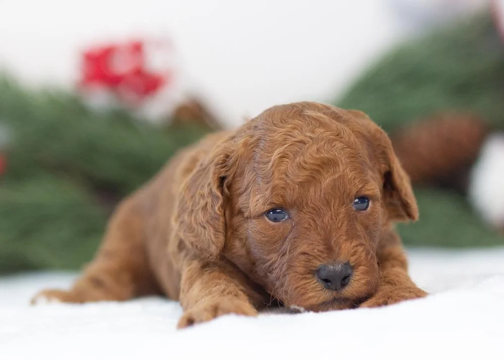 Martha May goldendoodle for sale(2).jpg