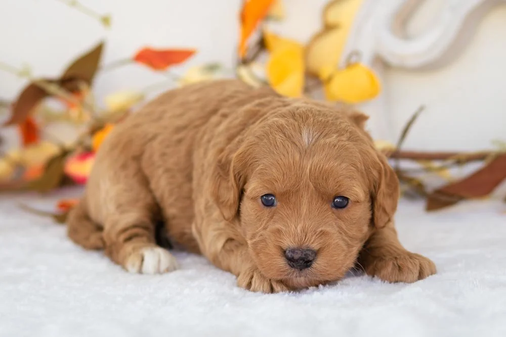rolls goldendoodle for sale(3).jpg