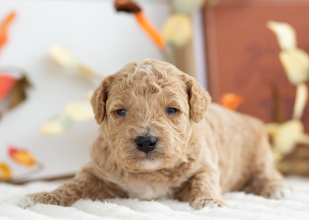 Mint Chip goldendoodle for sale(3).jpg