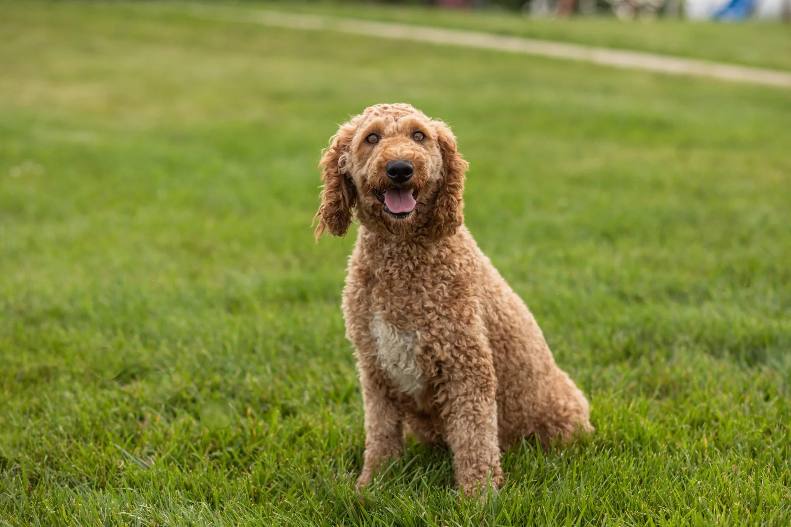mom goldendoodle