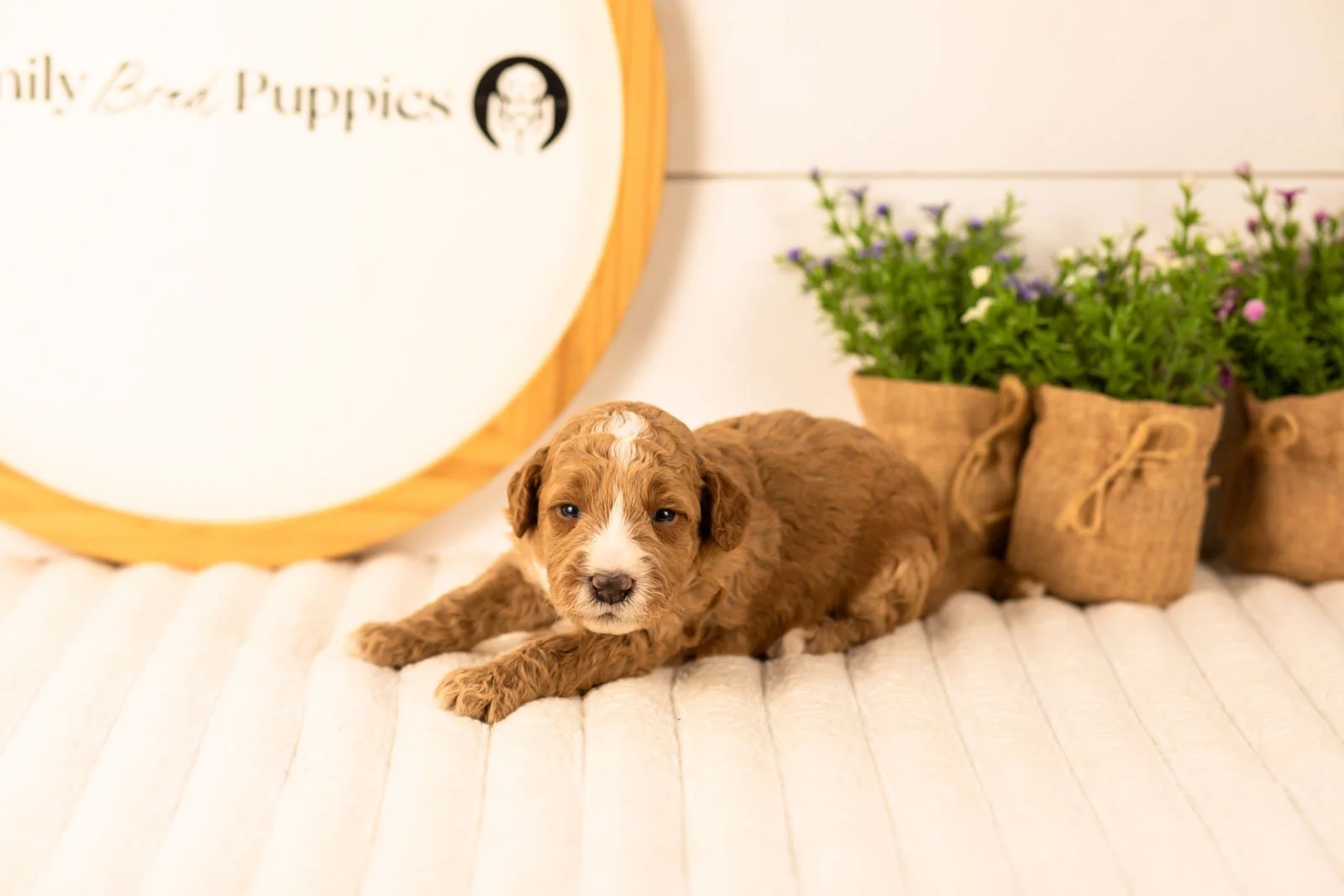 Larisa goldendoodle for sale.jpg