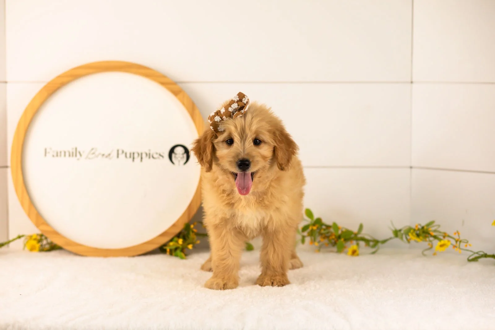 Eva goldendoodle for sale(2).jpg
