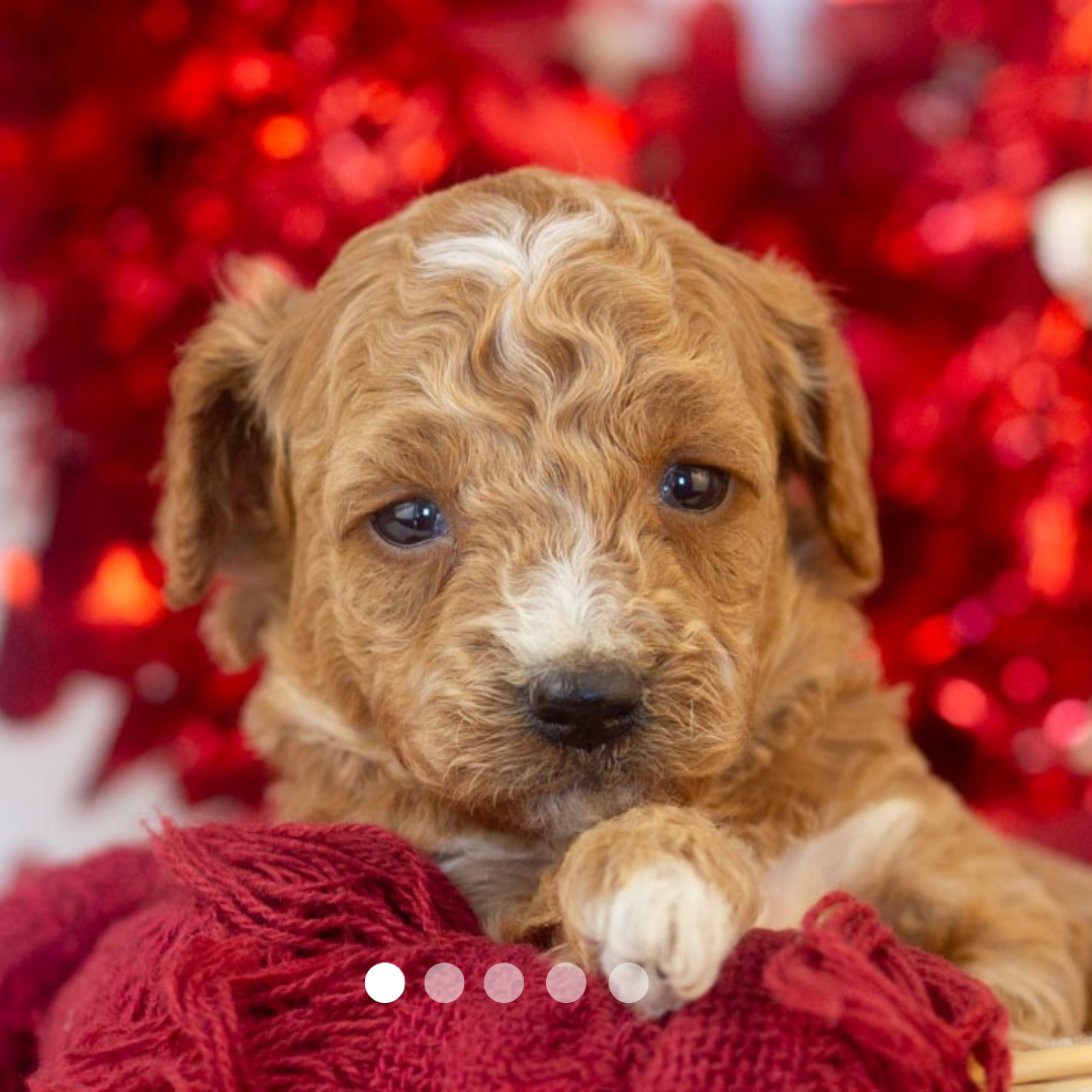 Copy of FBP Design.png