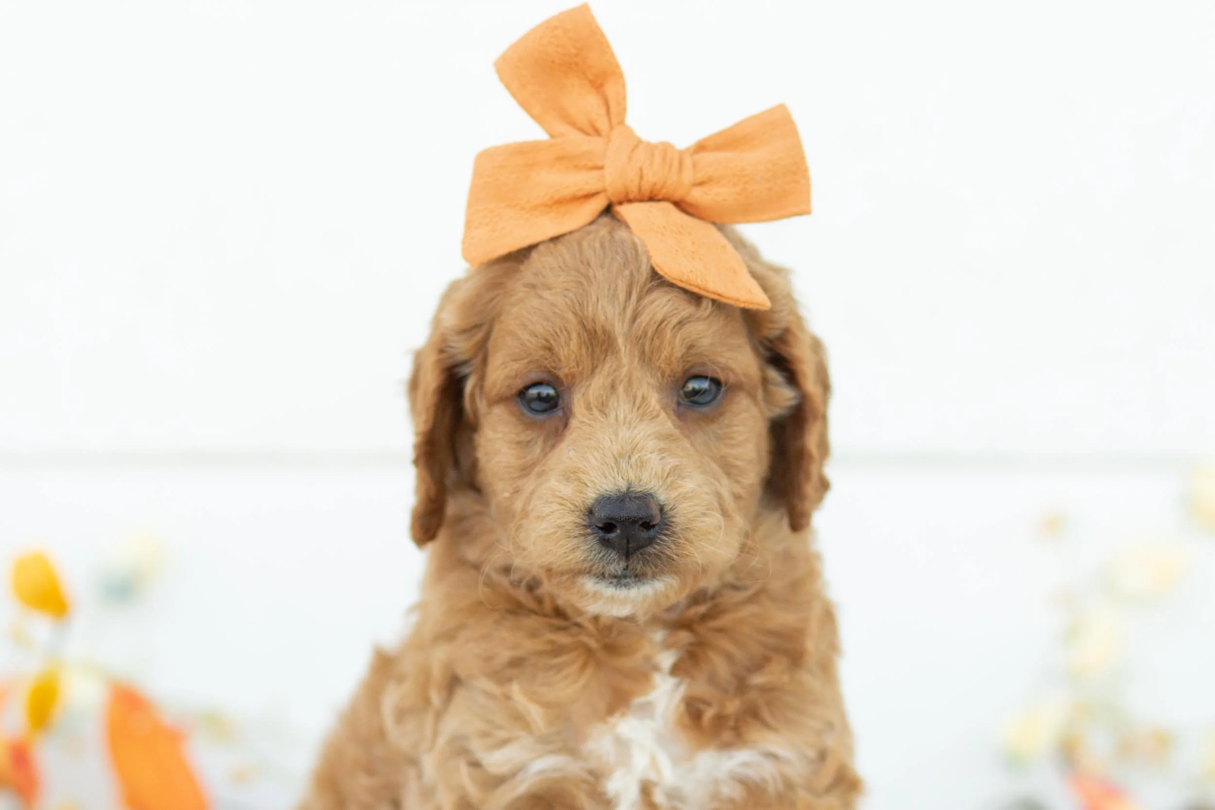Medium Goldendoodle Cost Of Mini Goldendoodle Puppies Discover