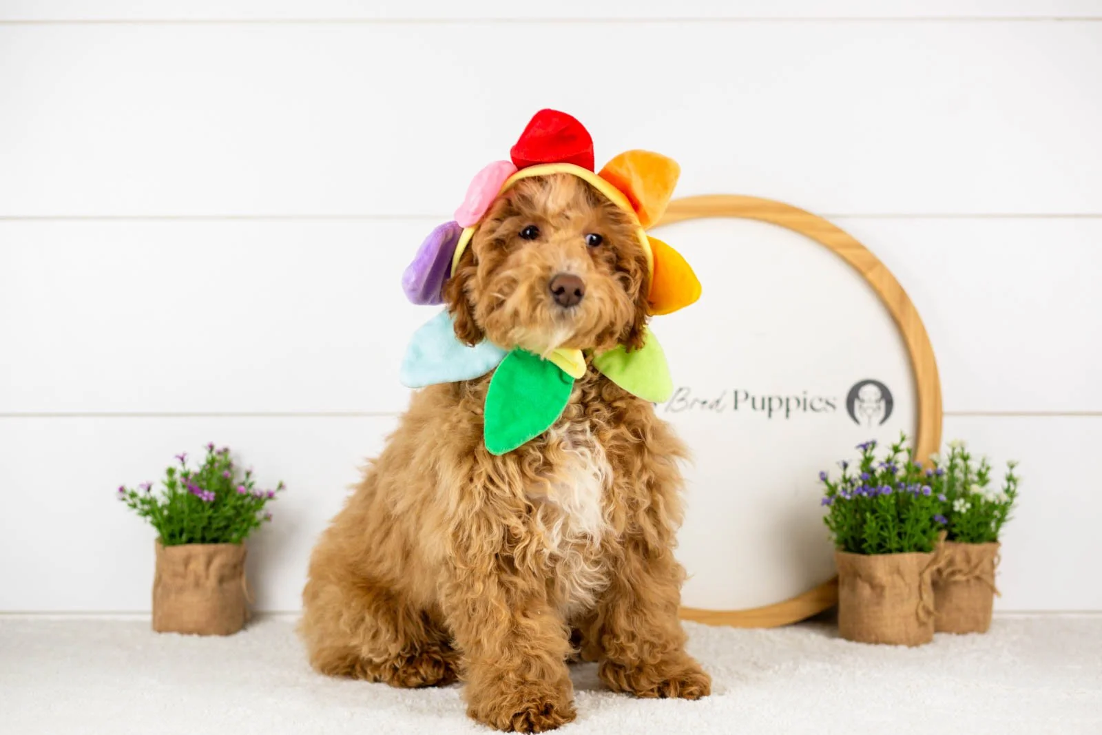 ohio goldendoodle for sale(1).jpg