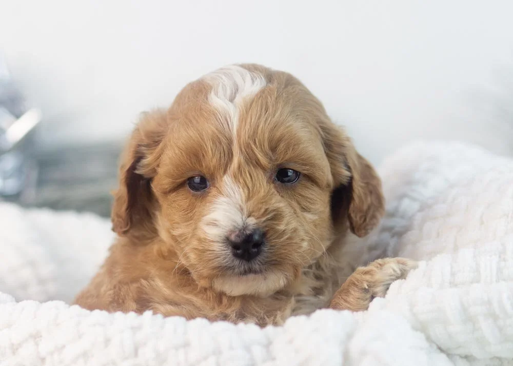 Sweetie goldendoodle for sale(1).jpg