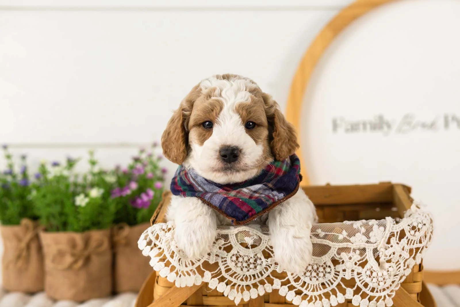 Drake goldendoodle for sale(3).jpg