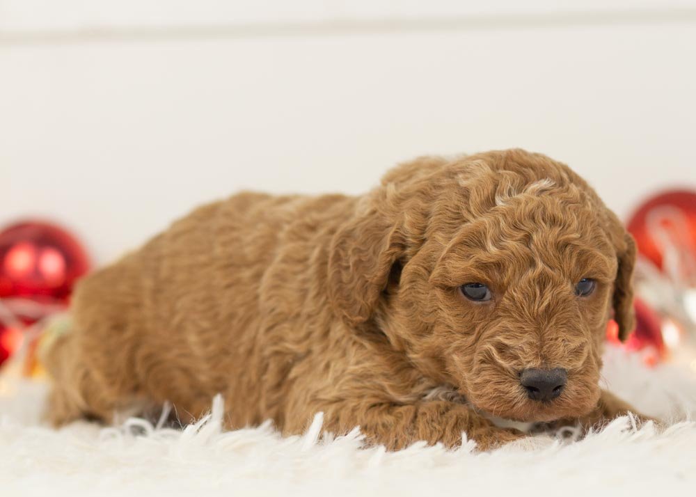 Bandit goldendoodle for sale(3).jpg