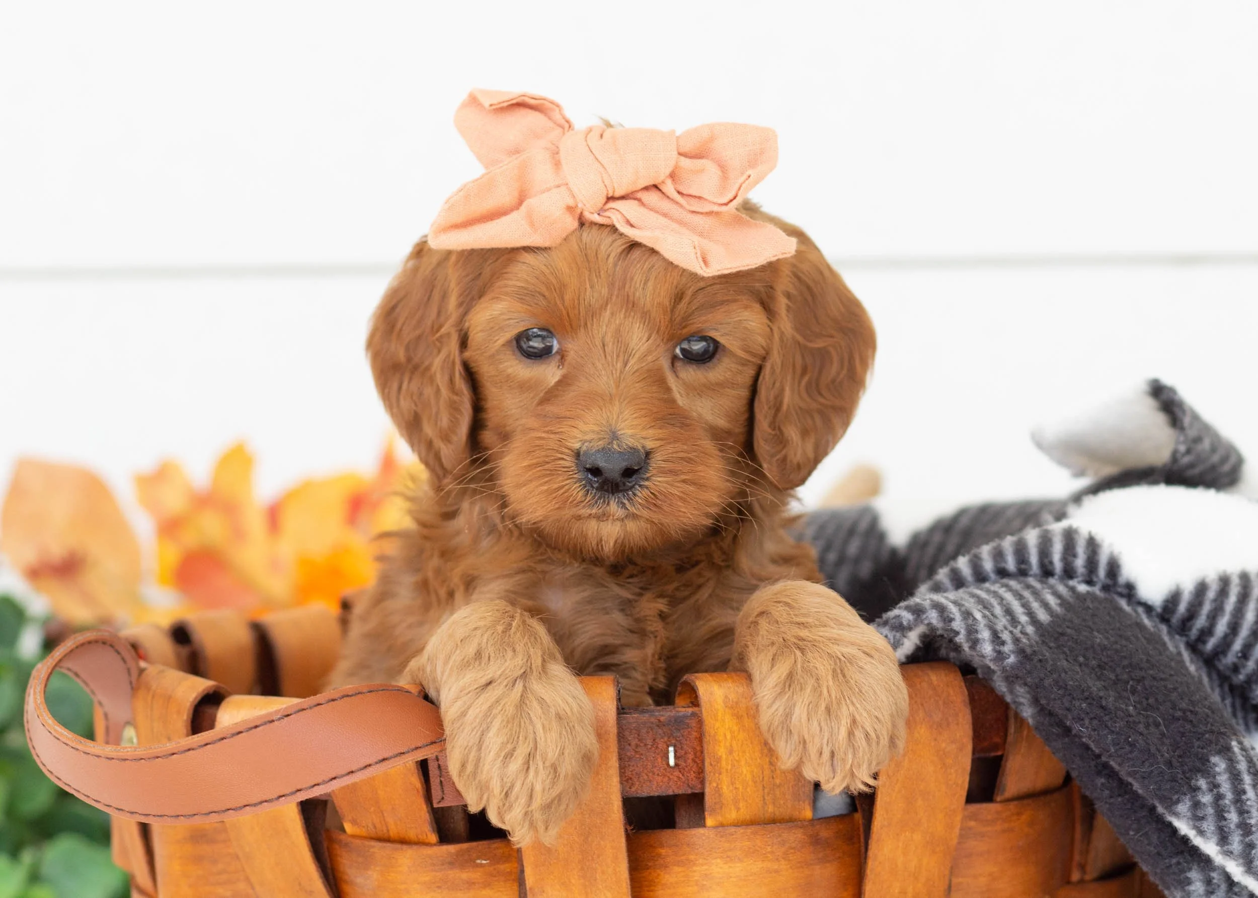 Tee goldendoodle for sale(3).jpg