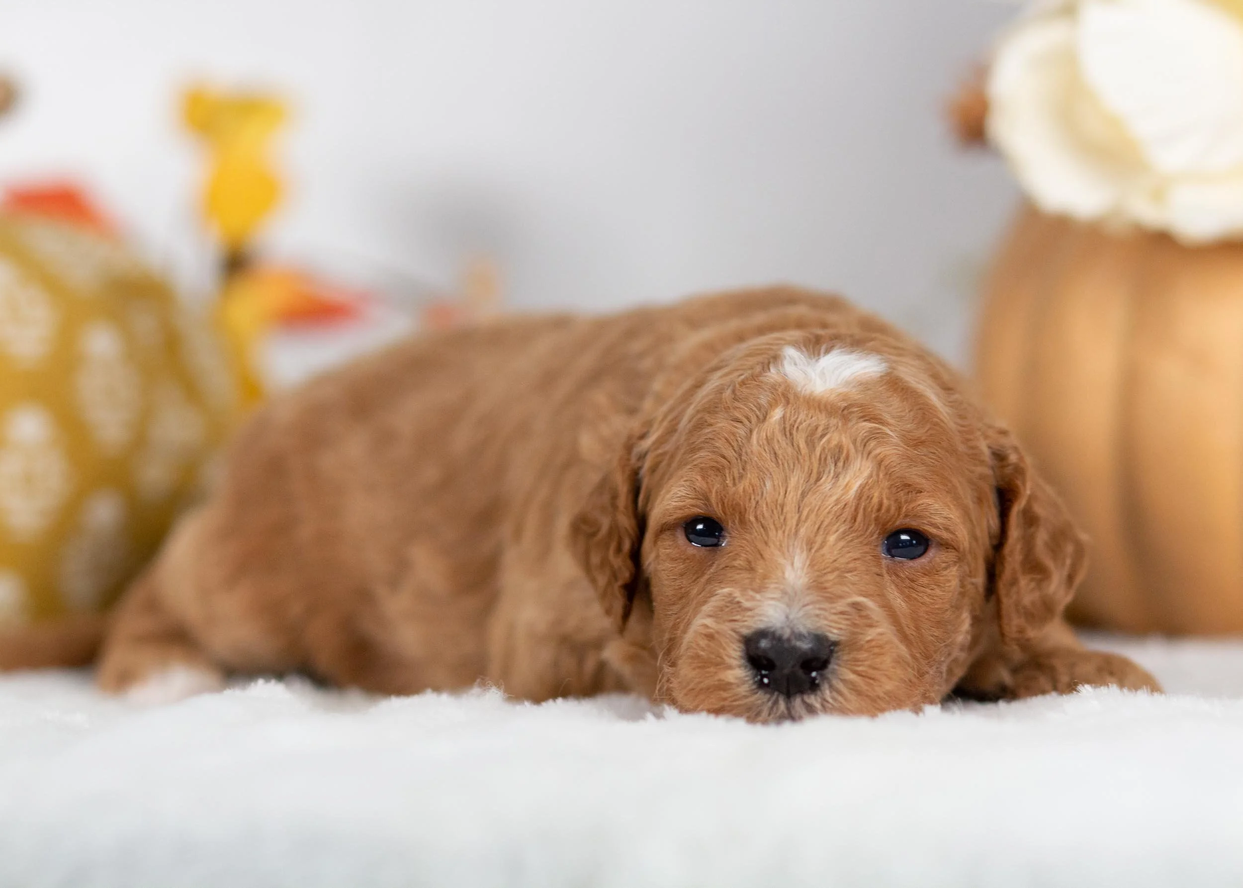 Cidar goldendoodle for sale(3).jpg