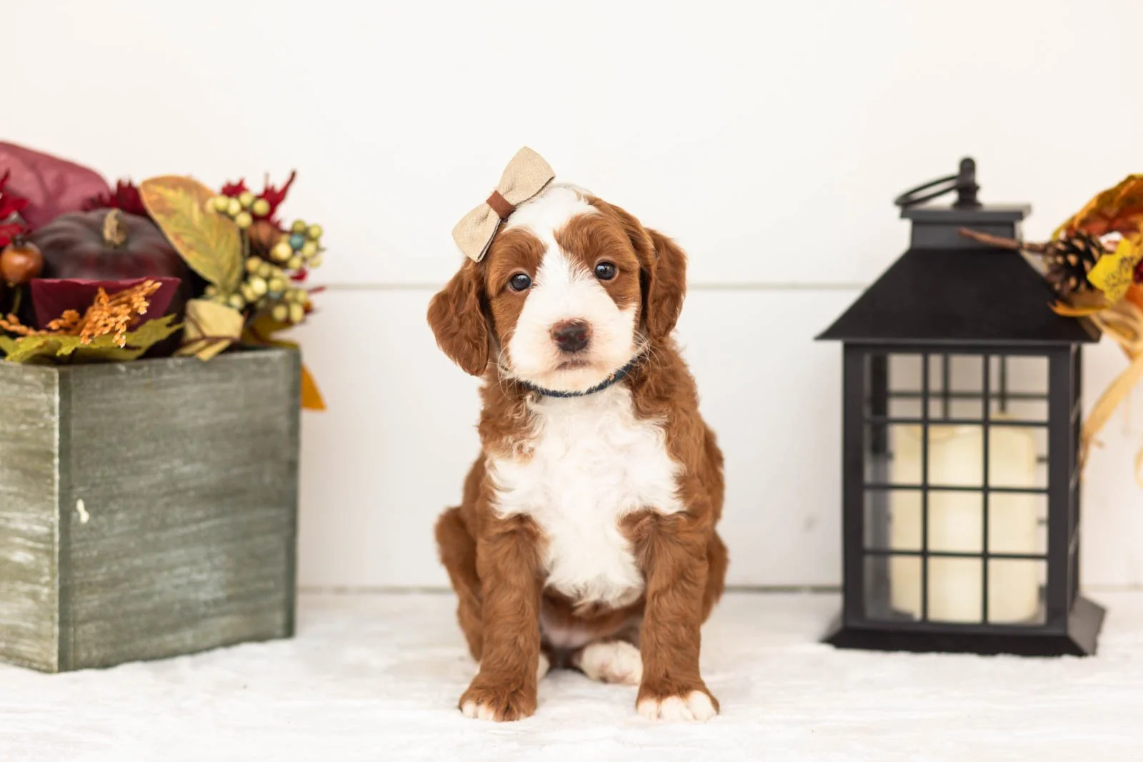 Ruffian goldendoodle for sale 4.jpg