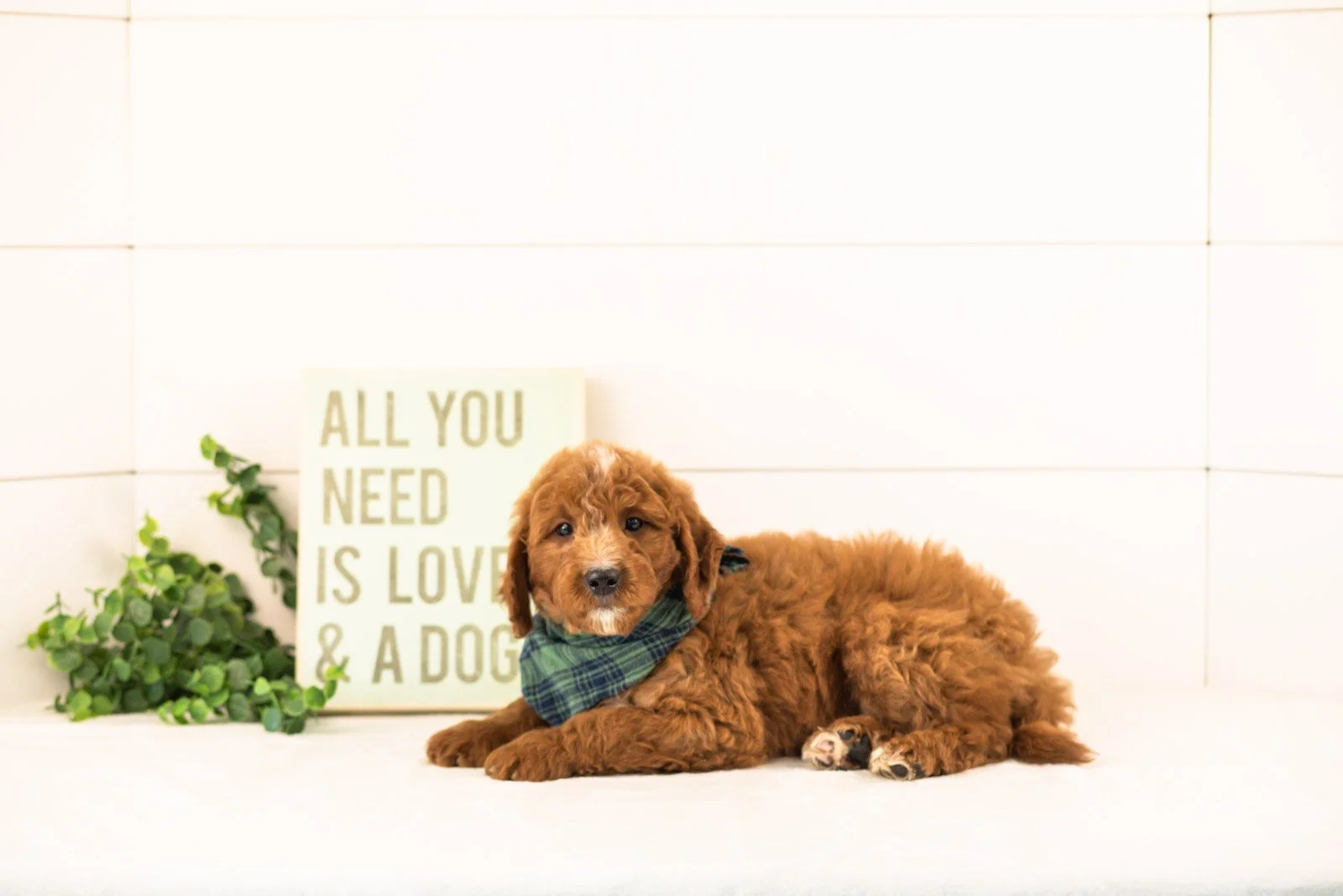 Pika goldendoodle for sale(1).jpg