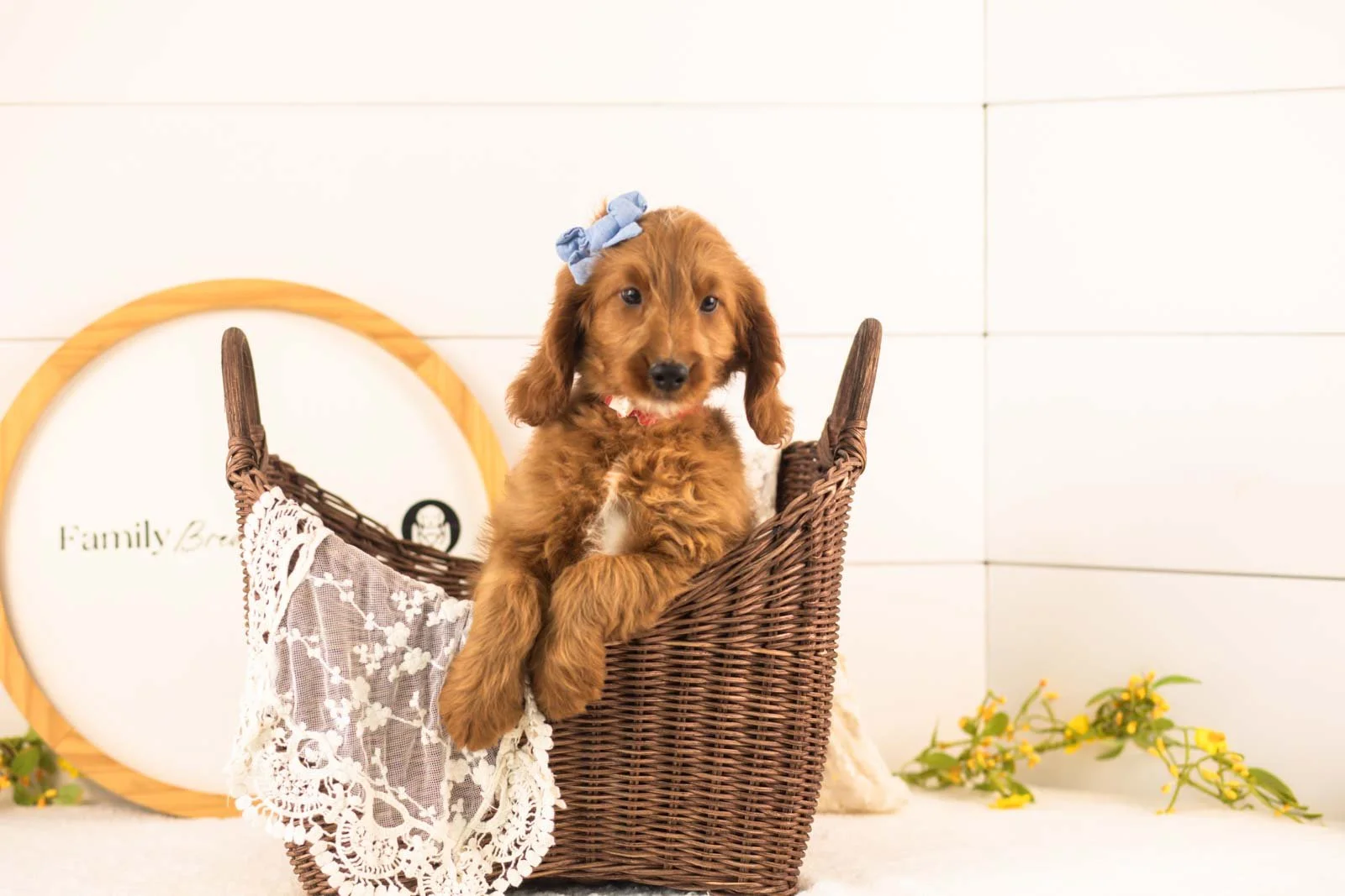 Eliza goldendoodle for sale(4).jpg