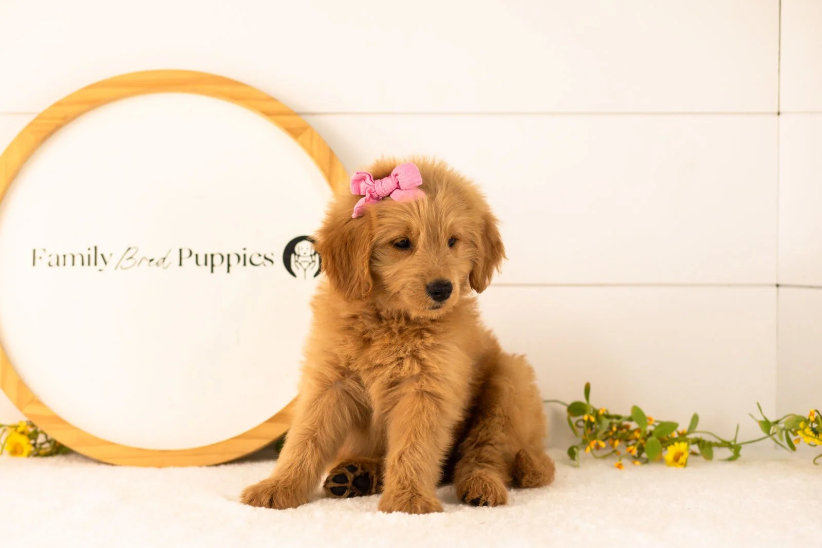 Esme goldendoodle for sale(2).jpg