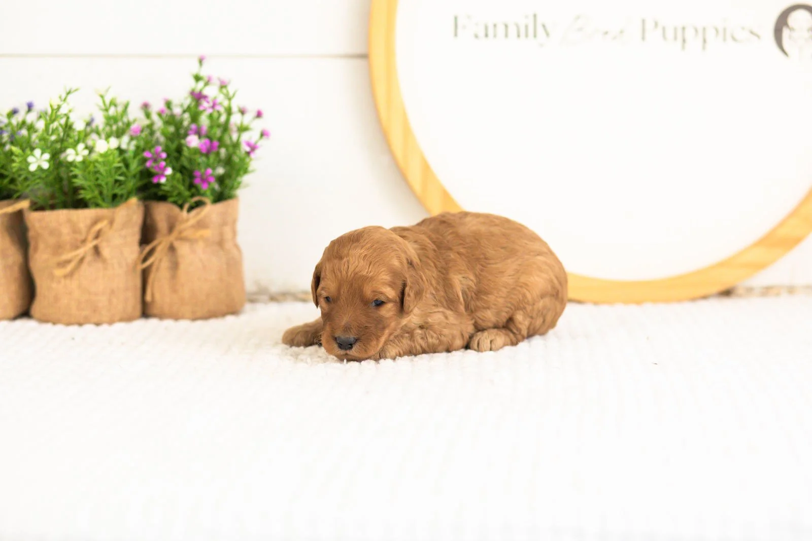 Reef goldendoodle for sale(2).jpg