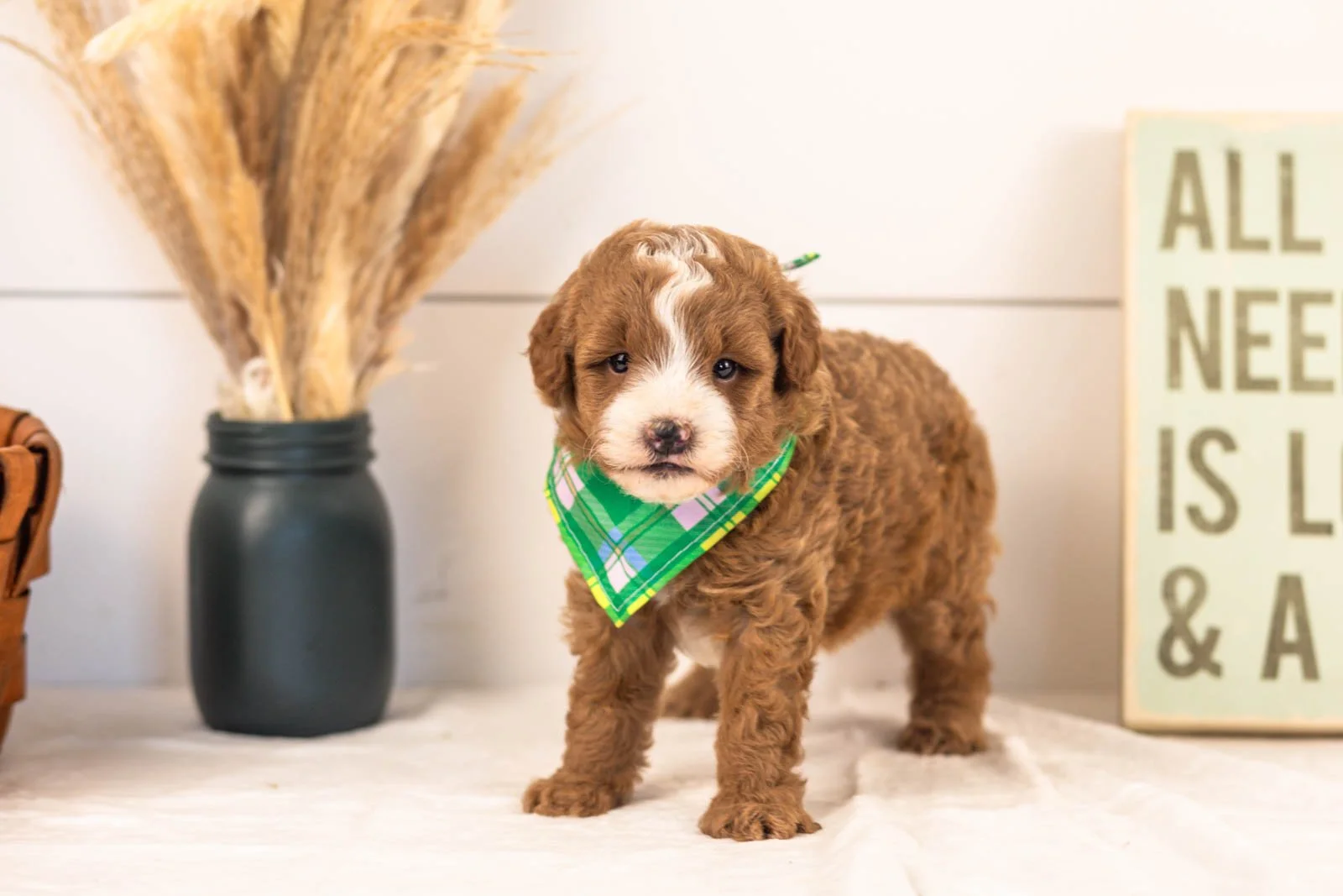 Inigo goldendoodle for sale.jpg