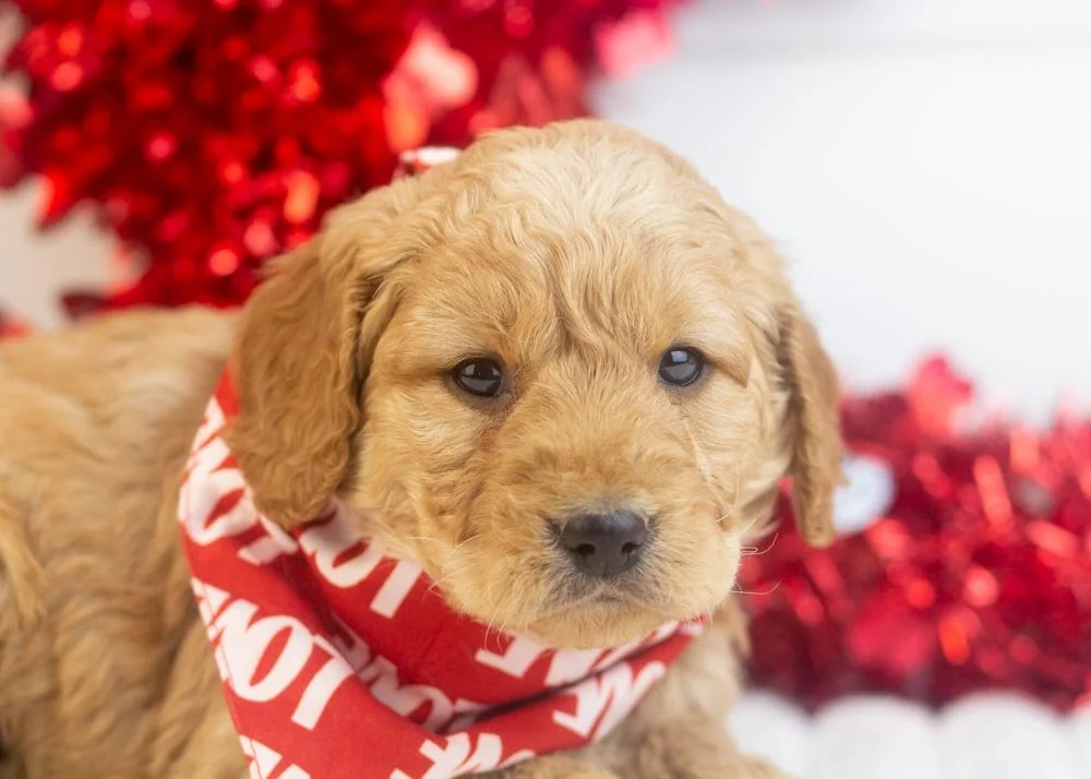 Peter goldendoodle for sale(3).jpg