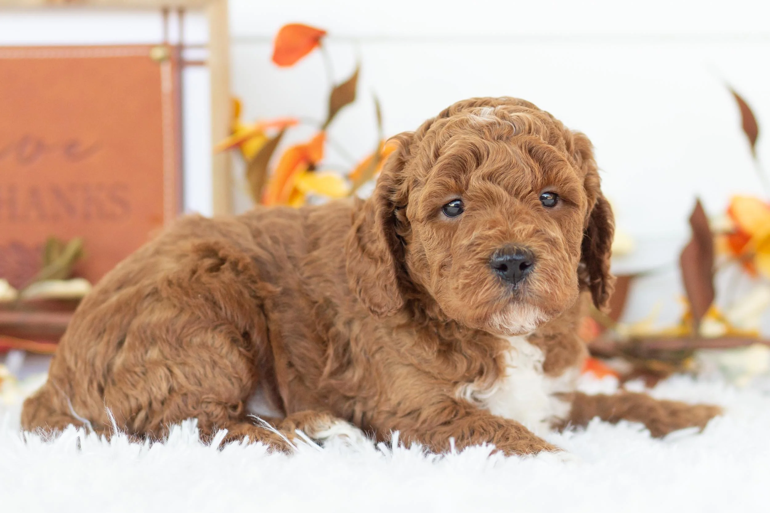 Trouser goldendoodle for sale(2).jpg