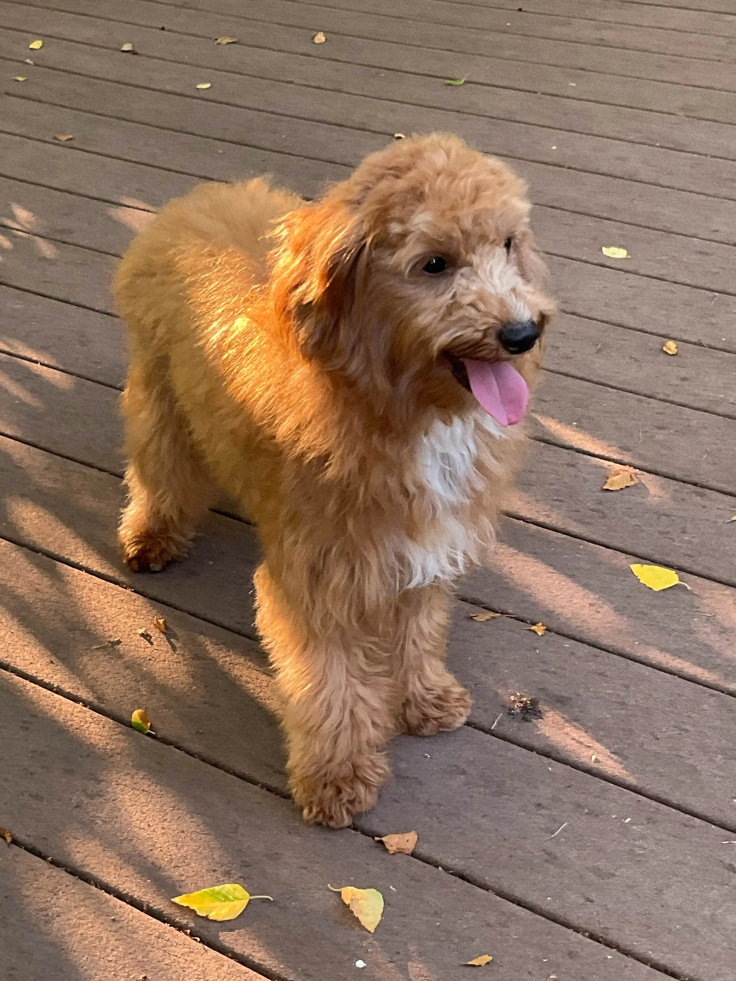 dad poodle