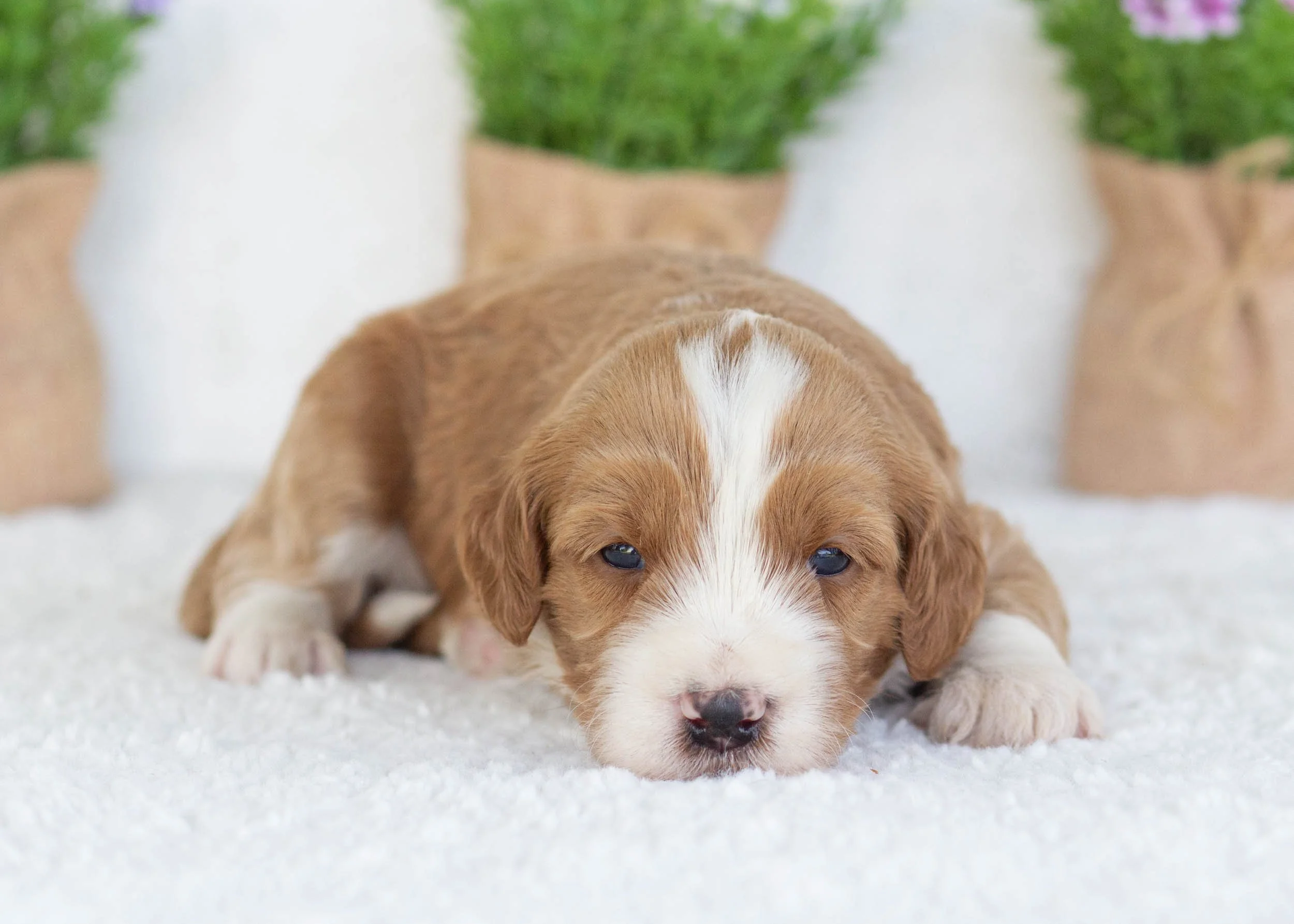 Corn Dog Goldendoodle for sale(1).jpg