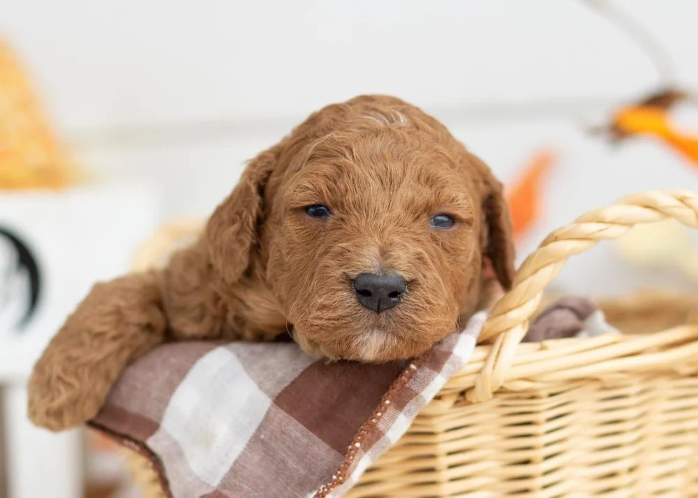 Rocky Road goldendoodle for sale.jpg