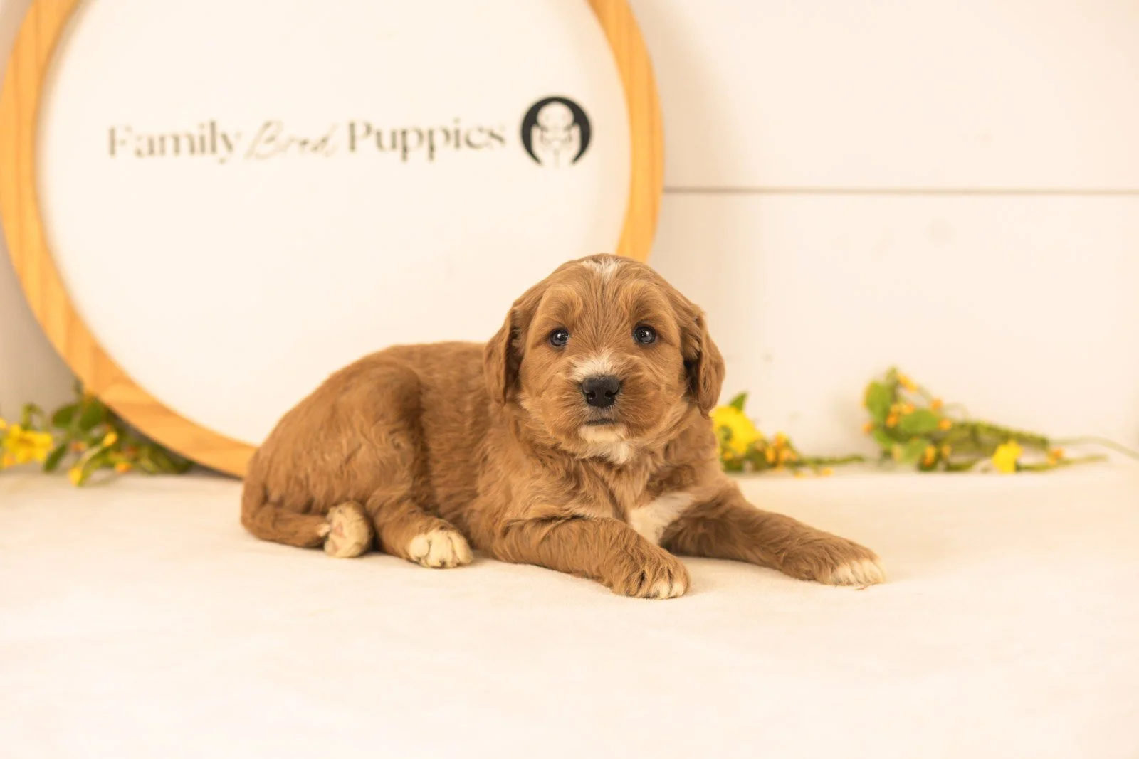 Otis goldendoodle for sale.jpg