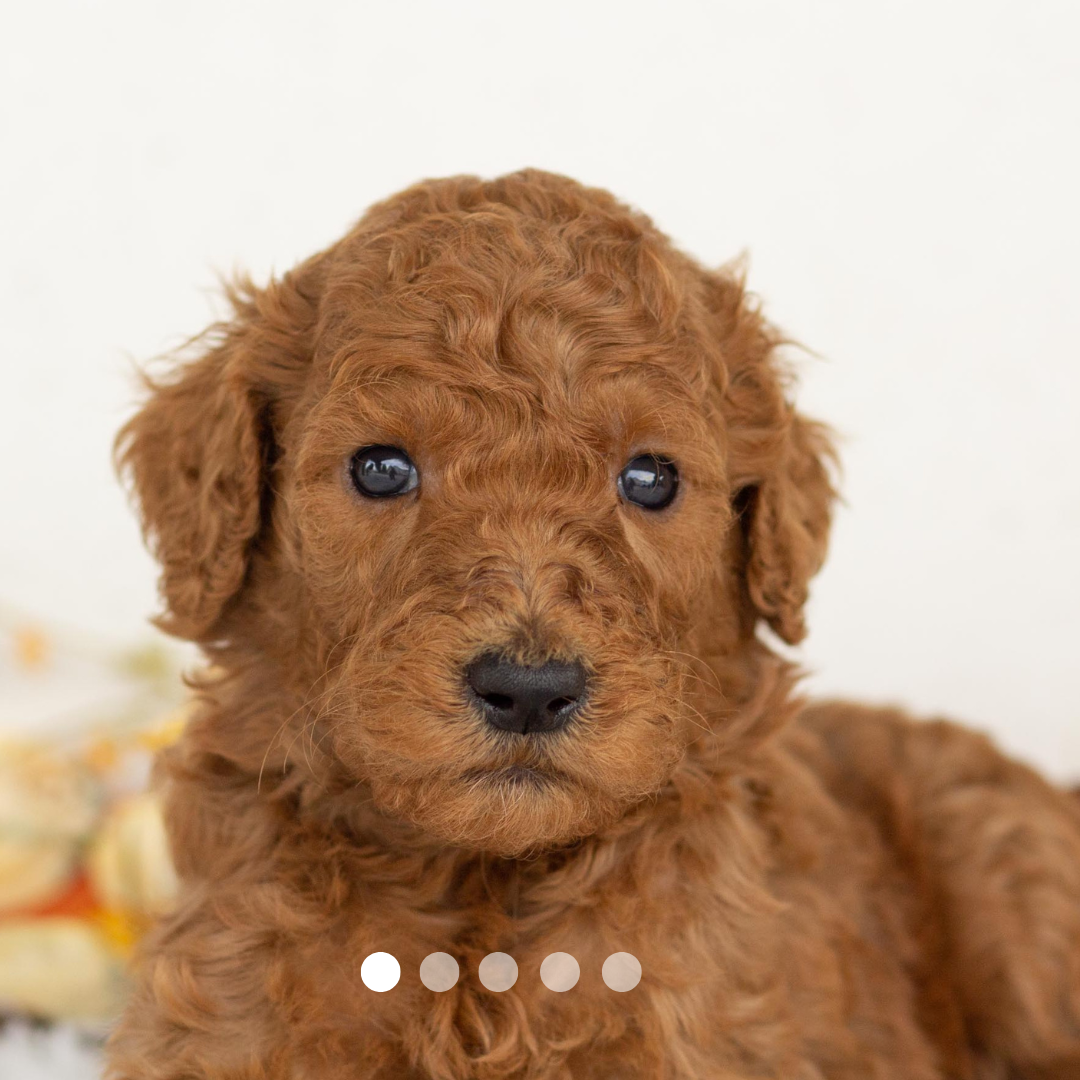 Copy of FBP Design.png