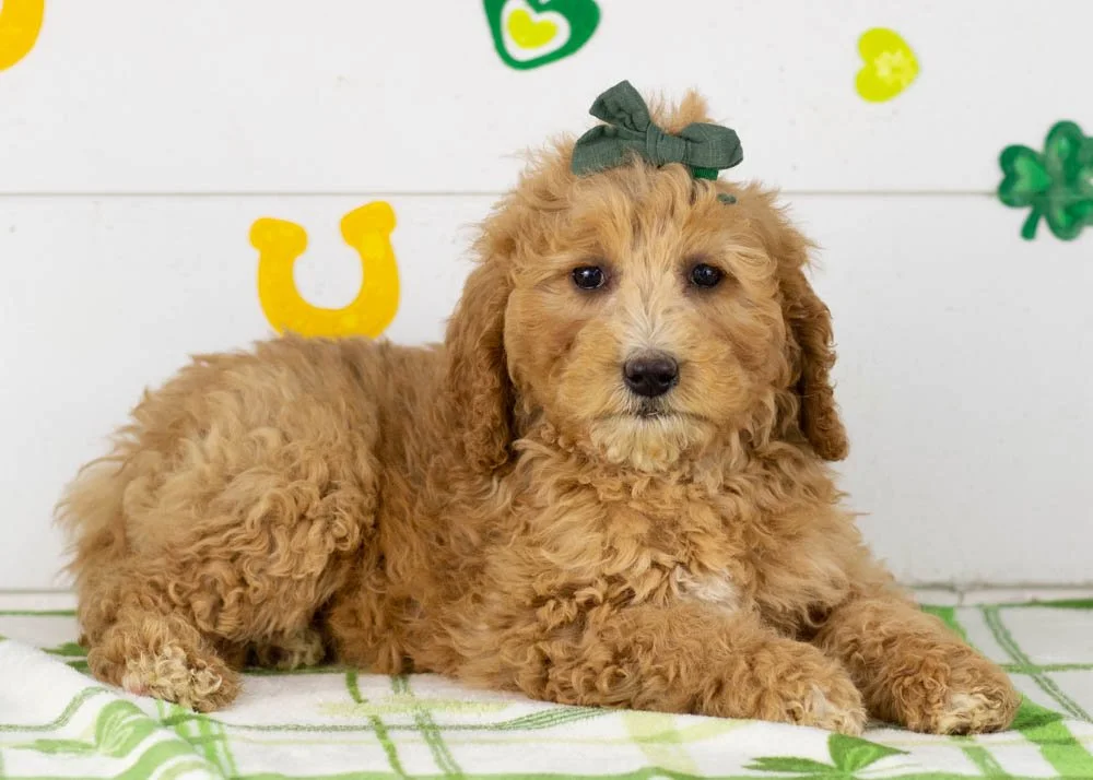 Lucille goldendoodle for sale(3).jpg