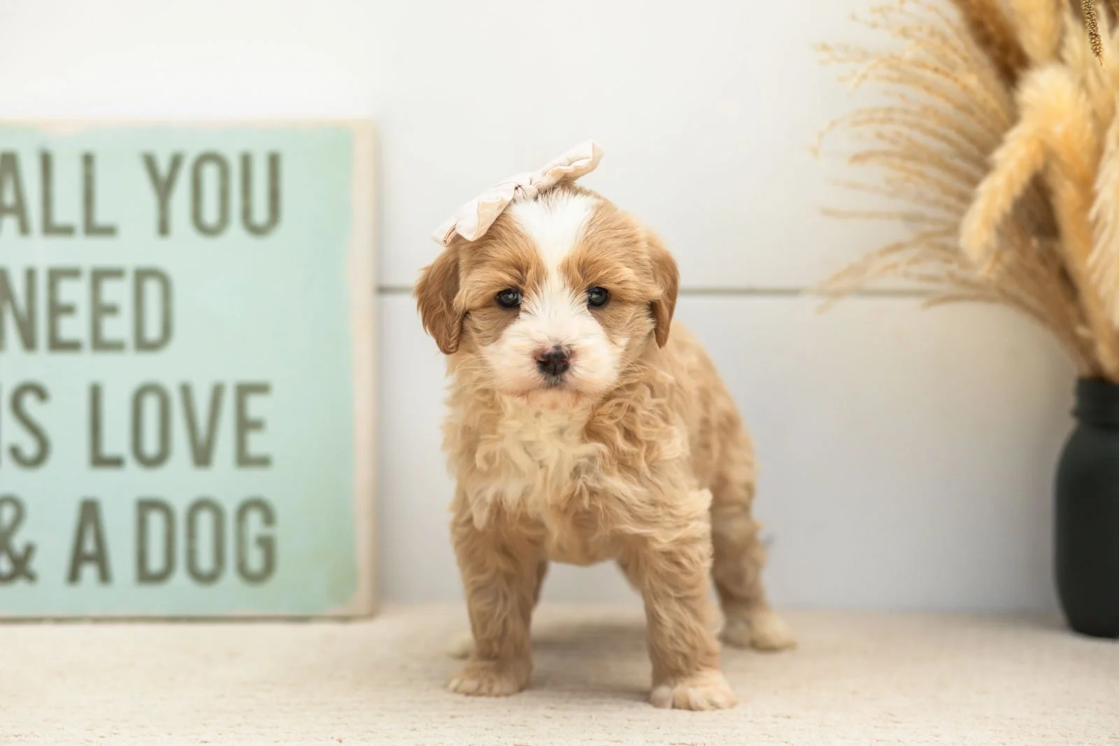 Indigo goldendoodle for sale(4).jpg