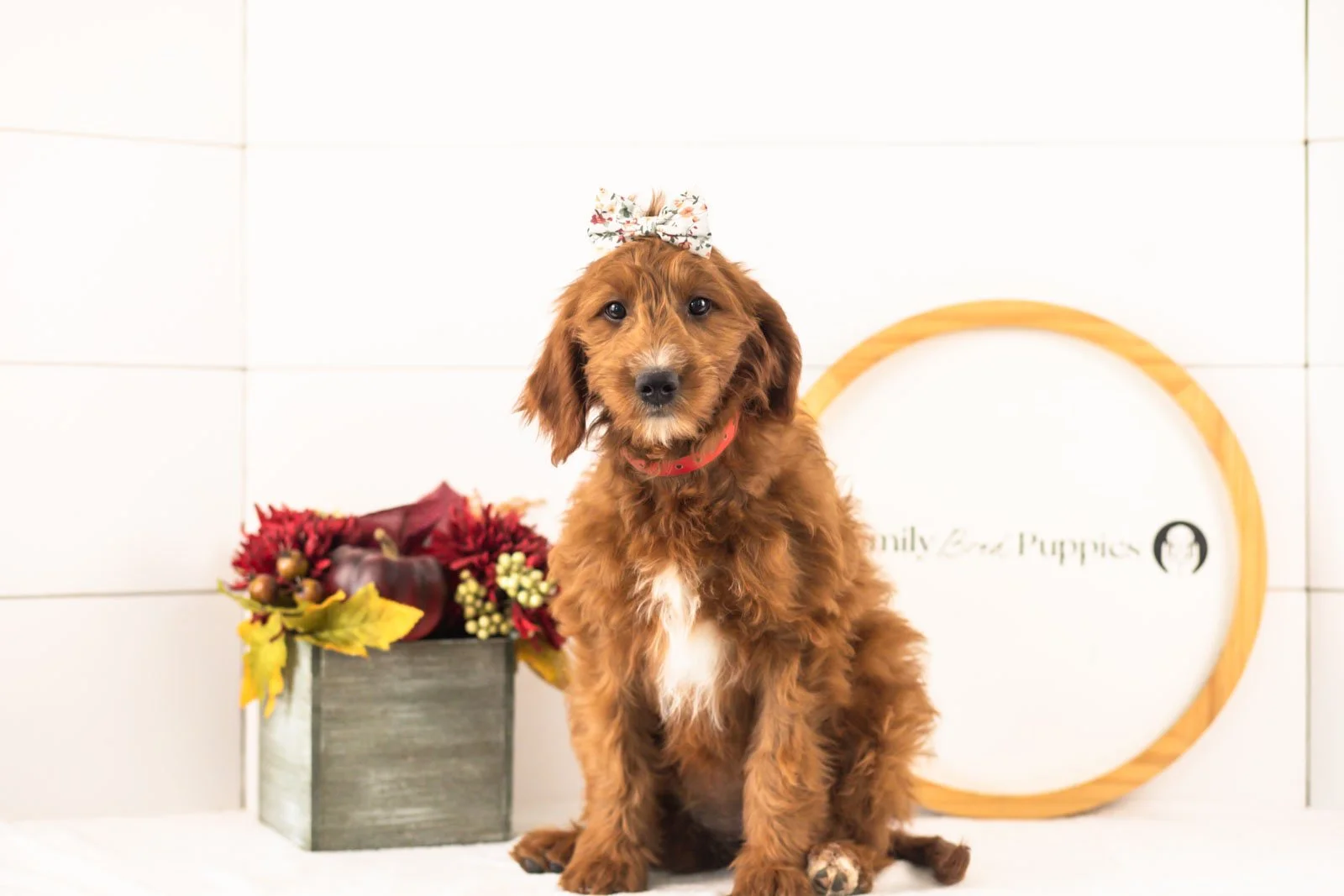 Jiggly goldendoodle for sale(1).jpg
