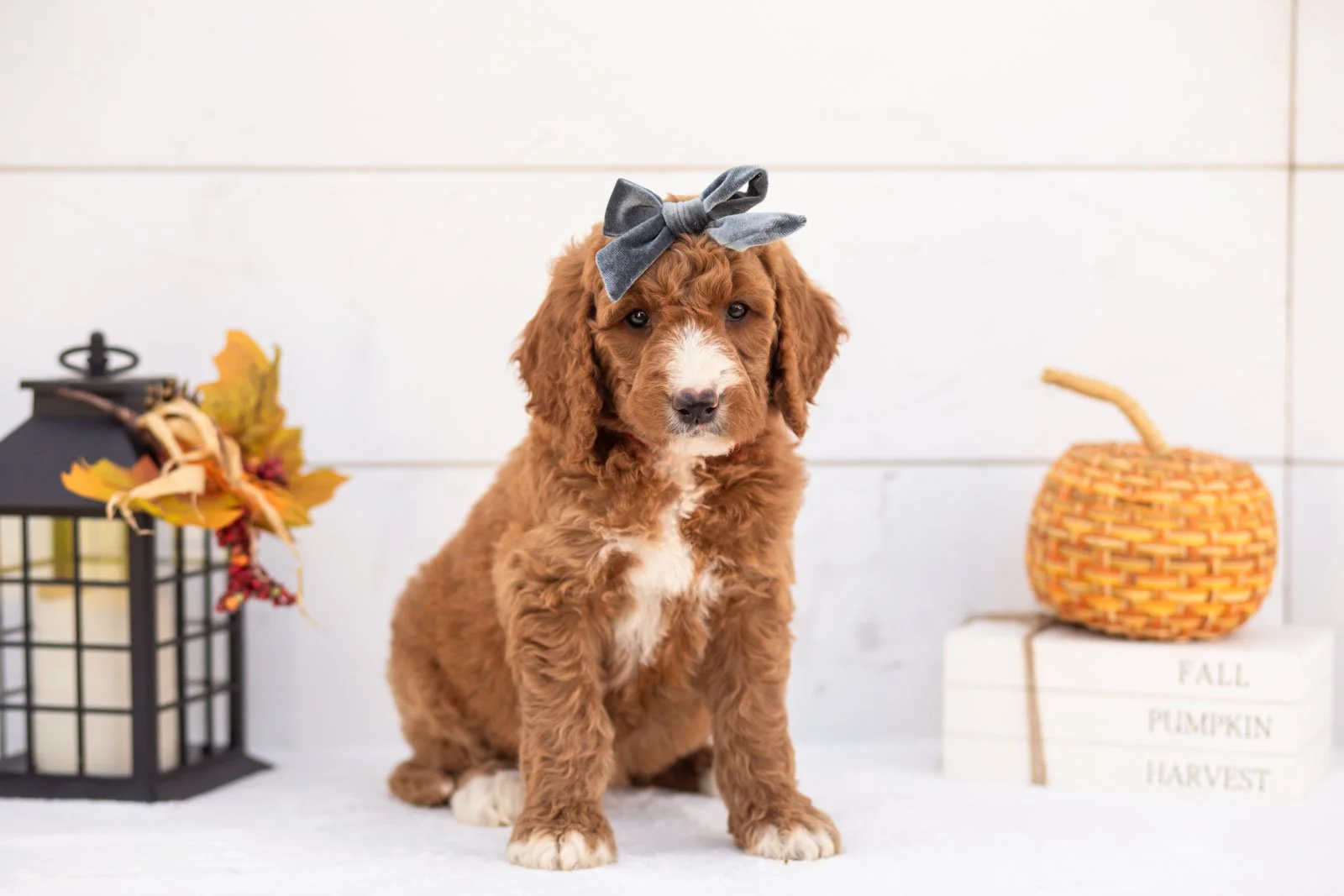 Evelyn goldendoodle for sale 4.jpg