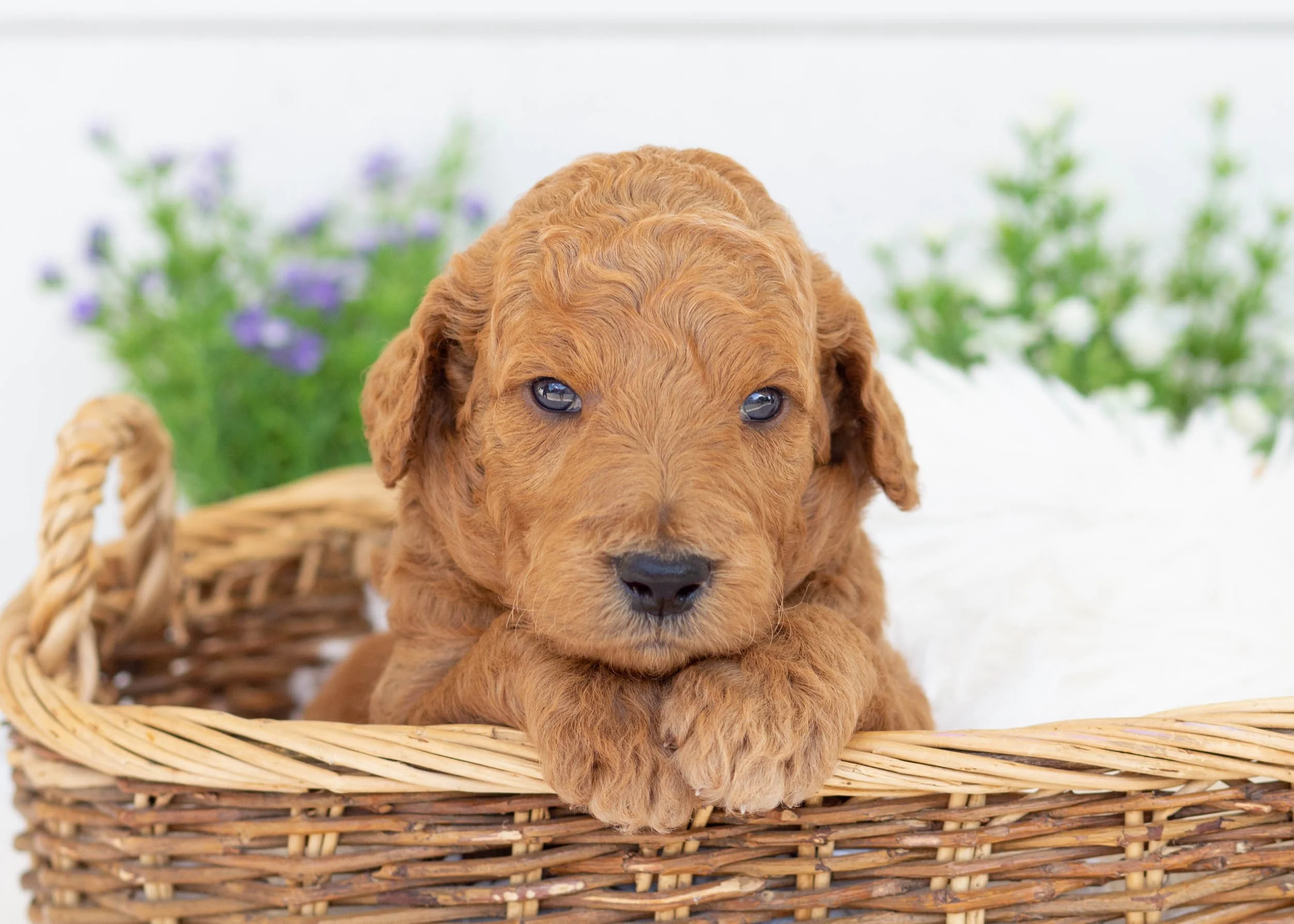 Jerry 7-31-25 M Barney 2.62-6255.jpg