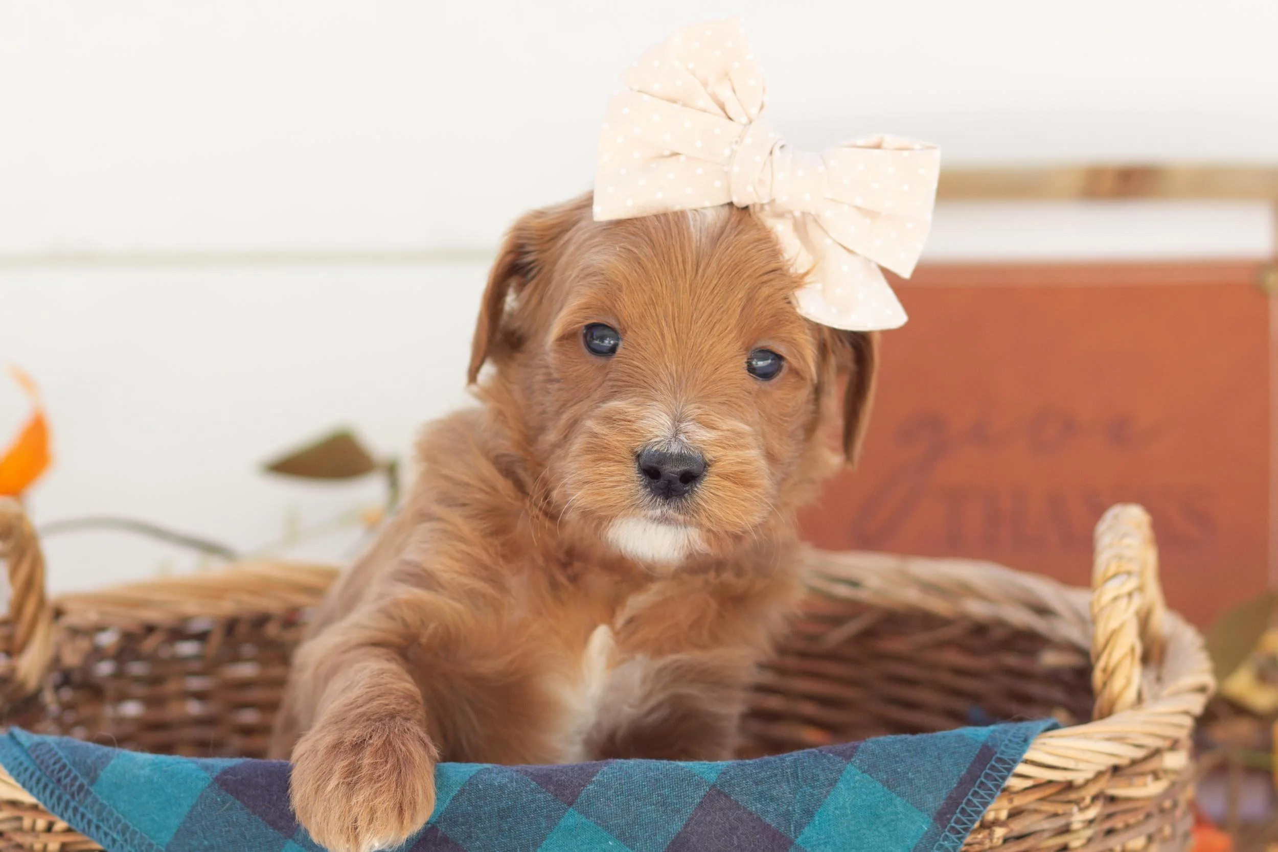 honey goldendoodle for sale.jpg