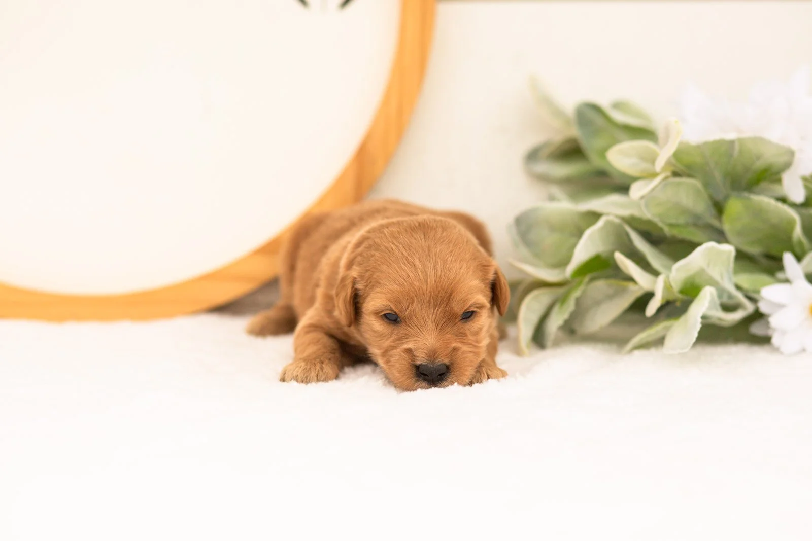 Esme goldendoodle for sale.jpg