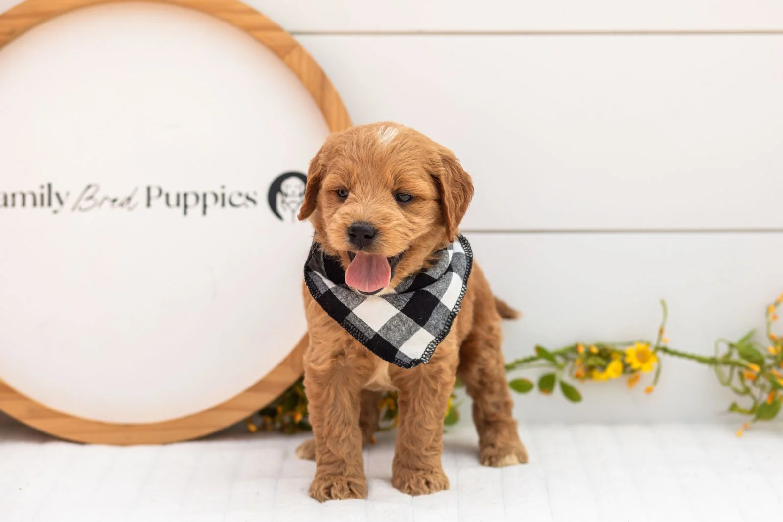 Barley goldendoodle for sale(1).jpg