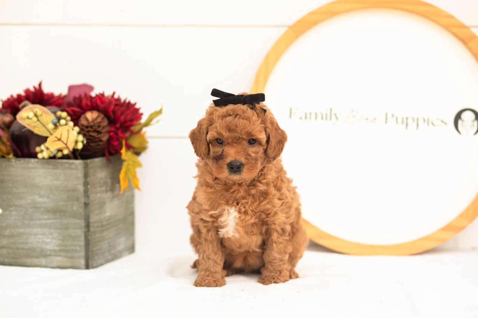 Ladybug goldendoodle for sale.jpg