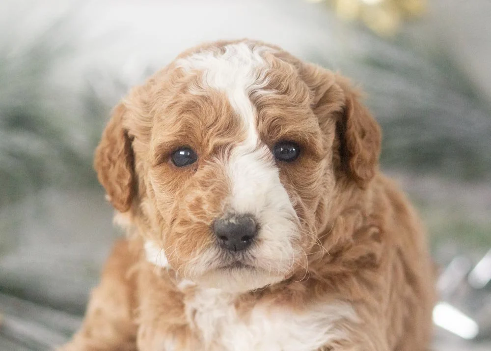 Charlie goldendoodle for sale(1).jpg