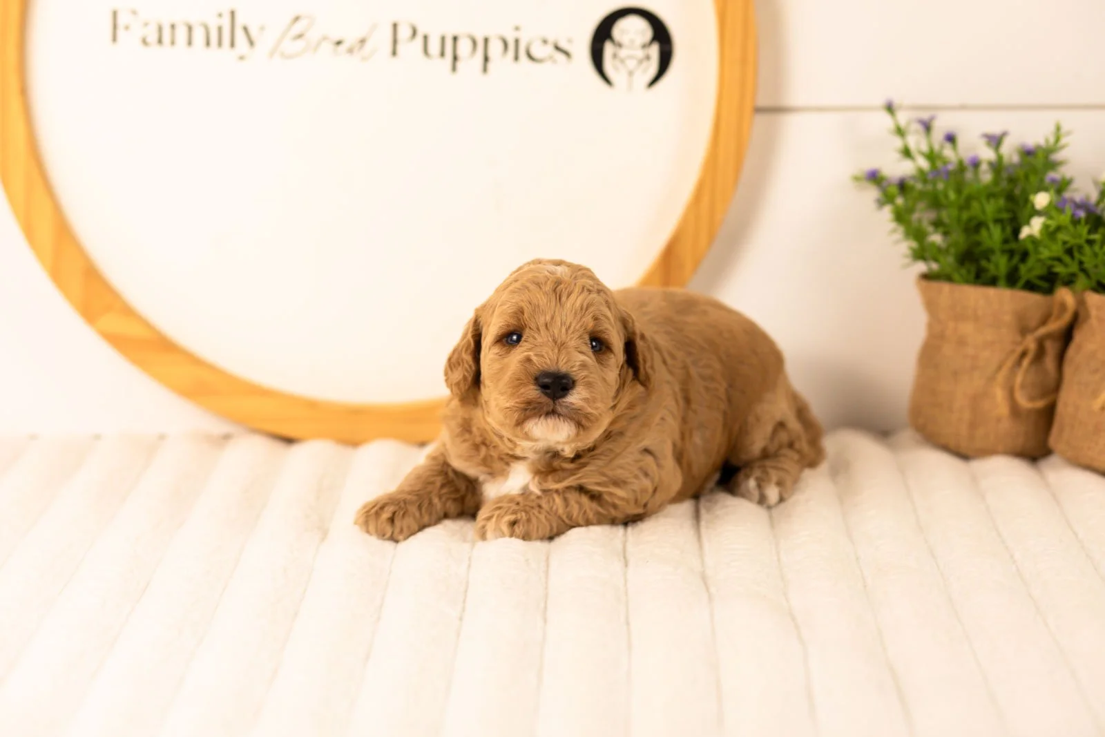 Ikia goldendoodle for sale(1).jpg