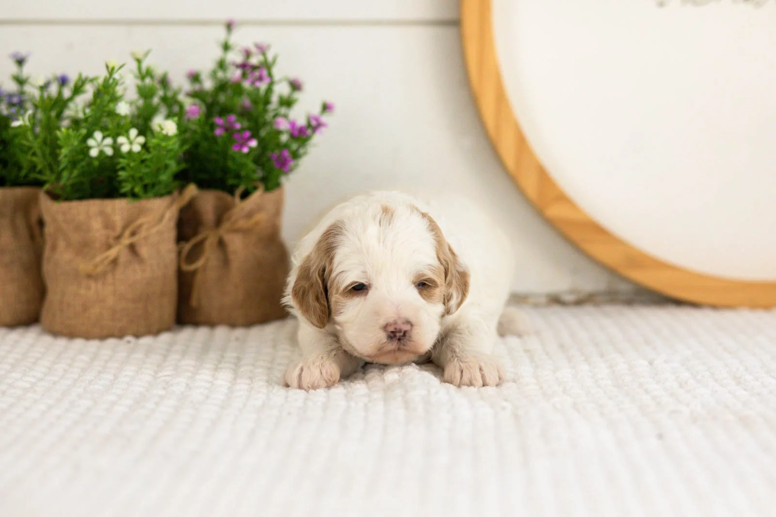 Ann goldendoodle for sale(2).jpg
